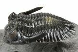 Multi-Toned Hollardops Trilobite With Gerastos #381560-1